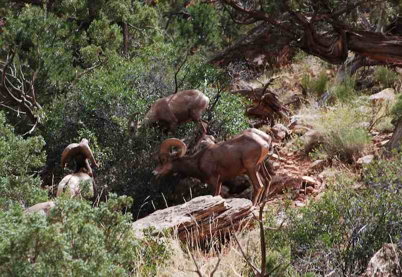 Bighorn sheep browsing in a canyon.