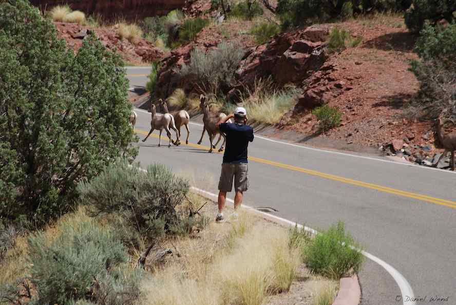 Bighorn sheep crossing a road.