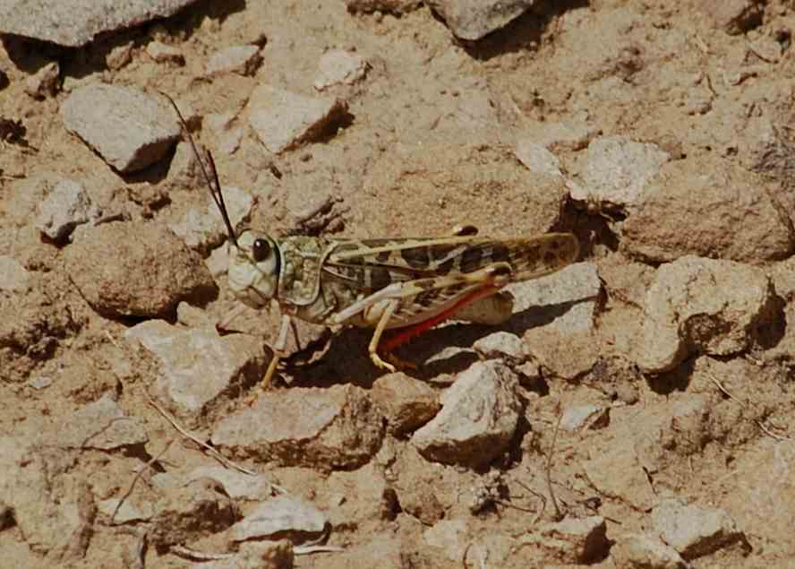 Grasshopper in New Mexico