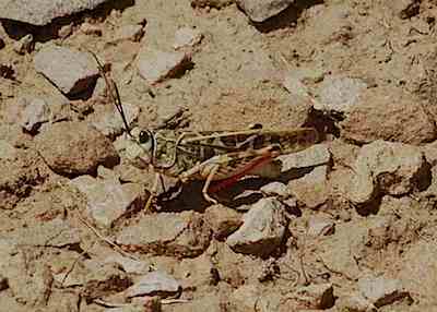 Grasshopper