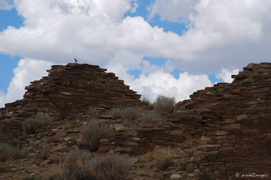 Bird on Ruins of Pueblo Alto