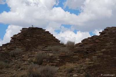 Bird on the Ruins of Pueblo Alto