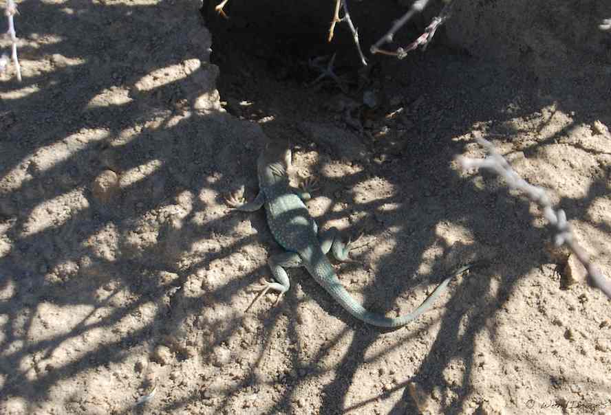 Collared Lizard in the Shadows