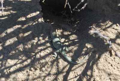 Collared Lizard