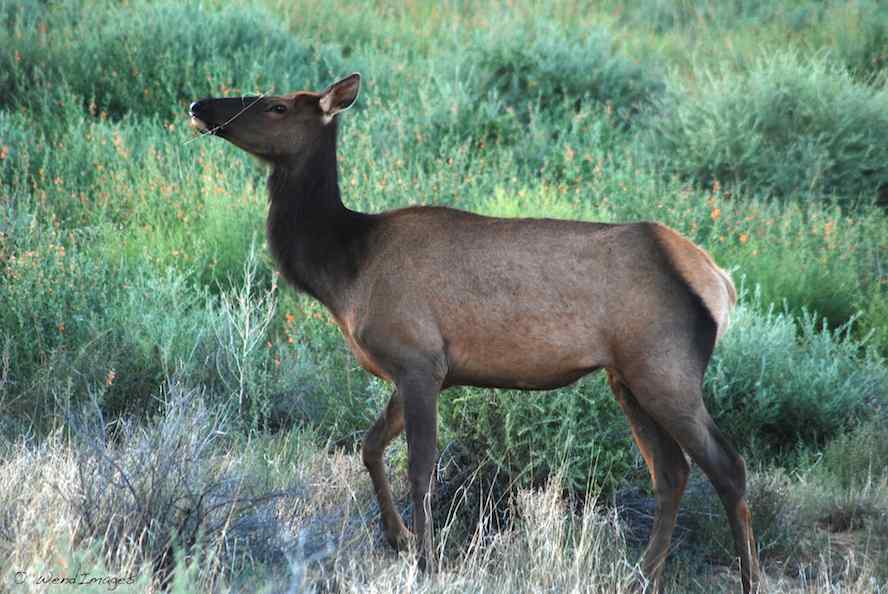 Elk in Chaco Canyon