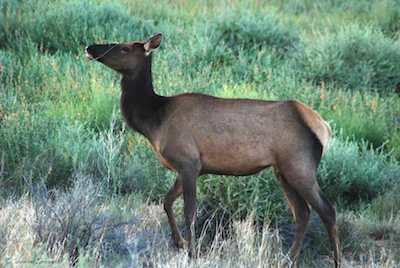 Wild Elk in Chaco Canyon