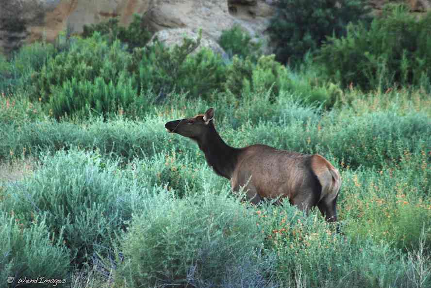 Elk in Chaco Canyon