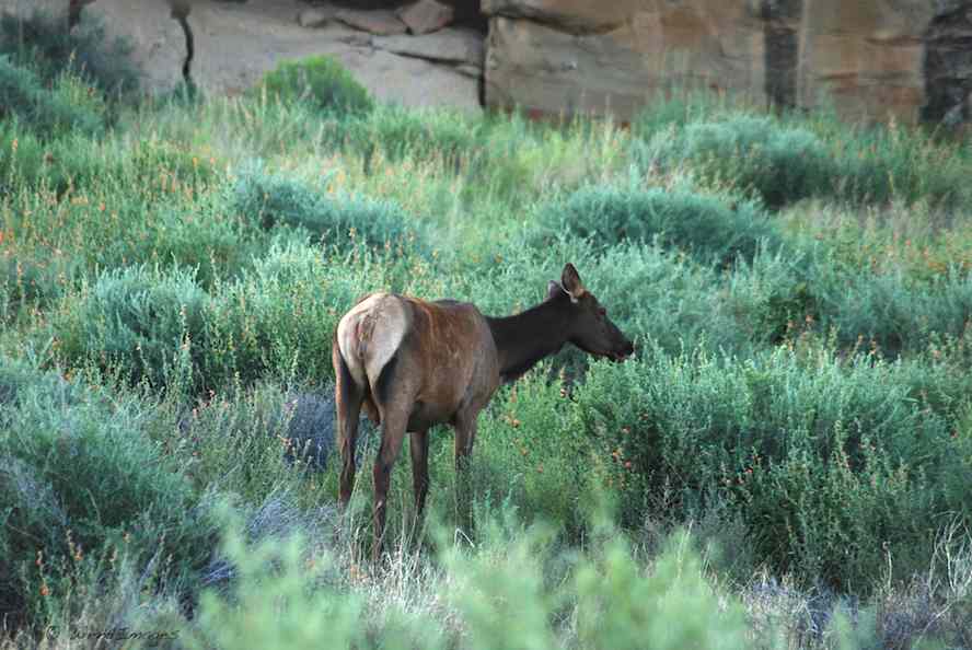 Wild elk browsing in Chaco Canyon