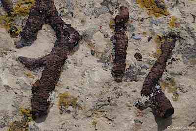 Fossils at Chaco Canyon