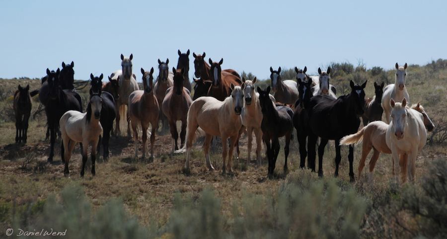 Wild horses in New Mexico