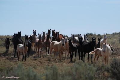 Wild Horses in New Mexican desert