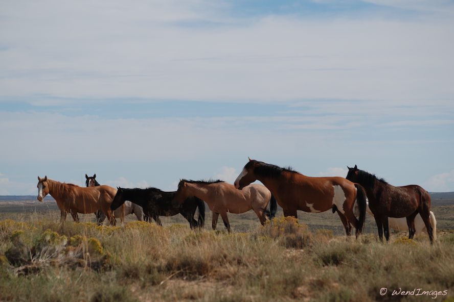 Wild Horses