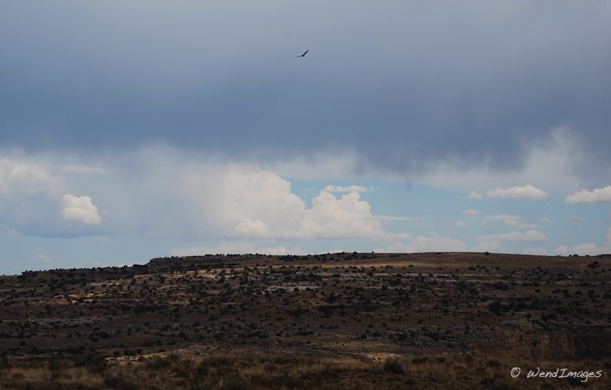 Raptor over Chaco Canyon