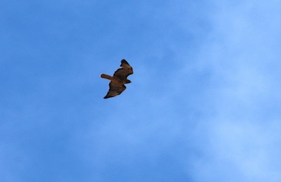 Red Tailed Hawk