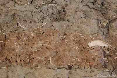 Shell Fossils