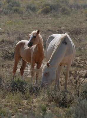 Wild Horses - Mare and Colt