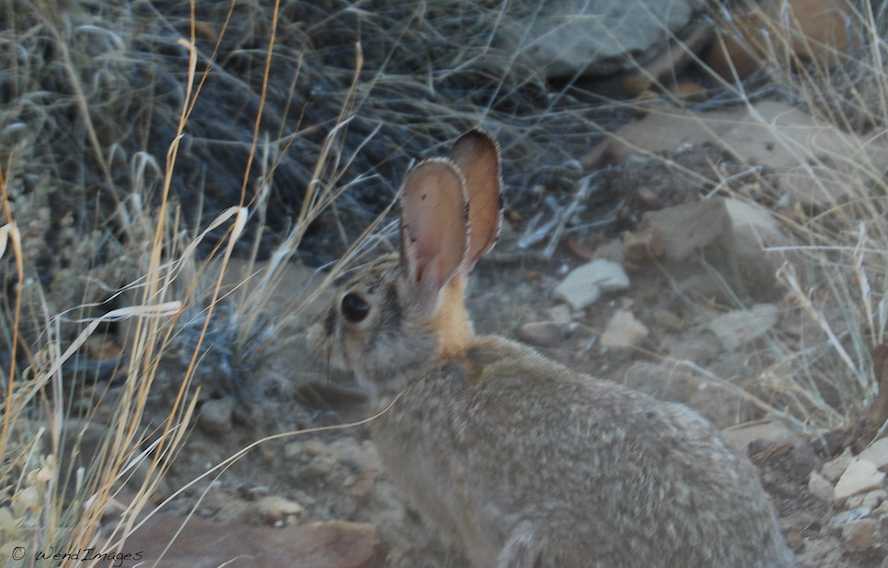 Jackrabbit in New Mexican Canyon
