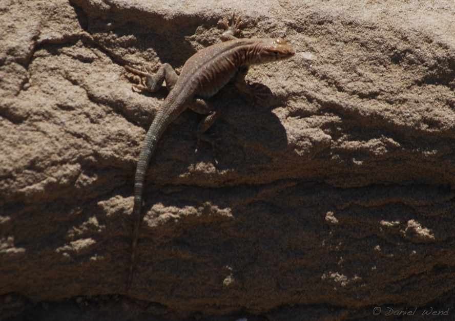 Collared Lizard pose