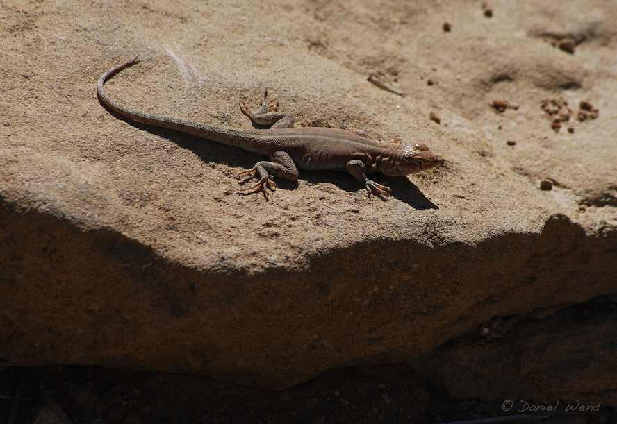 Lounging Lizard