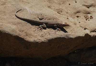 New Mexico Lizard