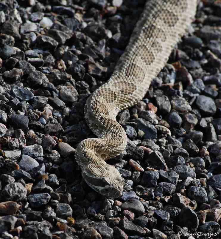 Massasauga Rattlesnake in Choco Canyon