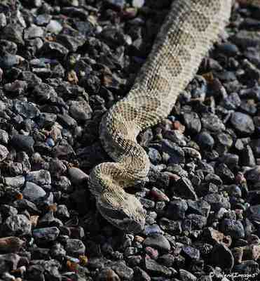 Massasauga Rattlesnake