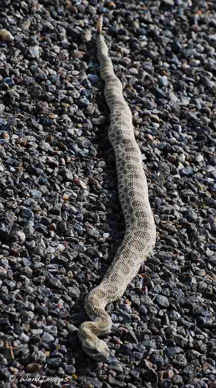 Rattlesnake in New Mexico Desert