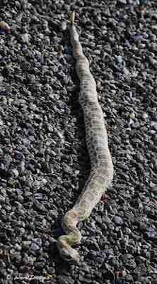 Rattlesnake in Chaco Canyon