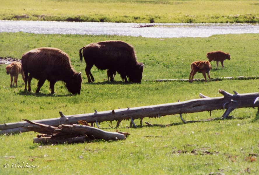 Yellowstone Bison