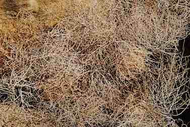 Tumbleweeds